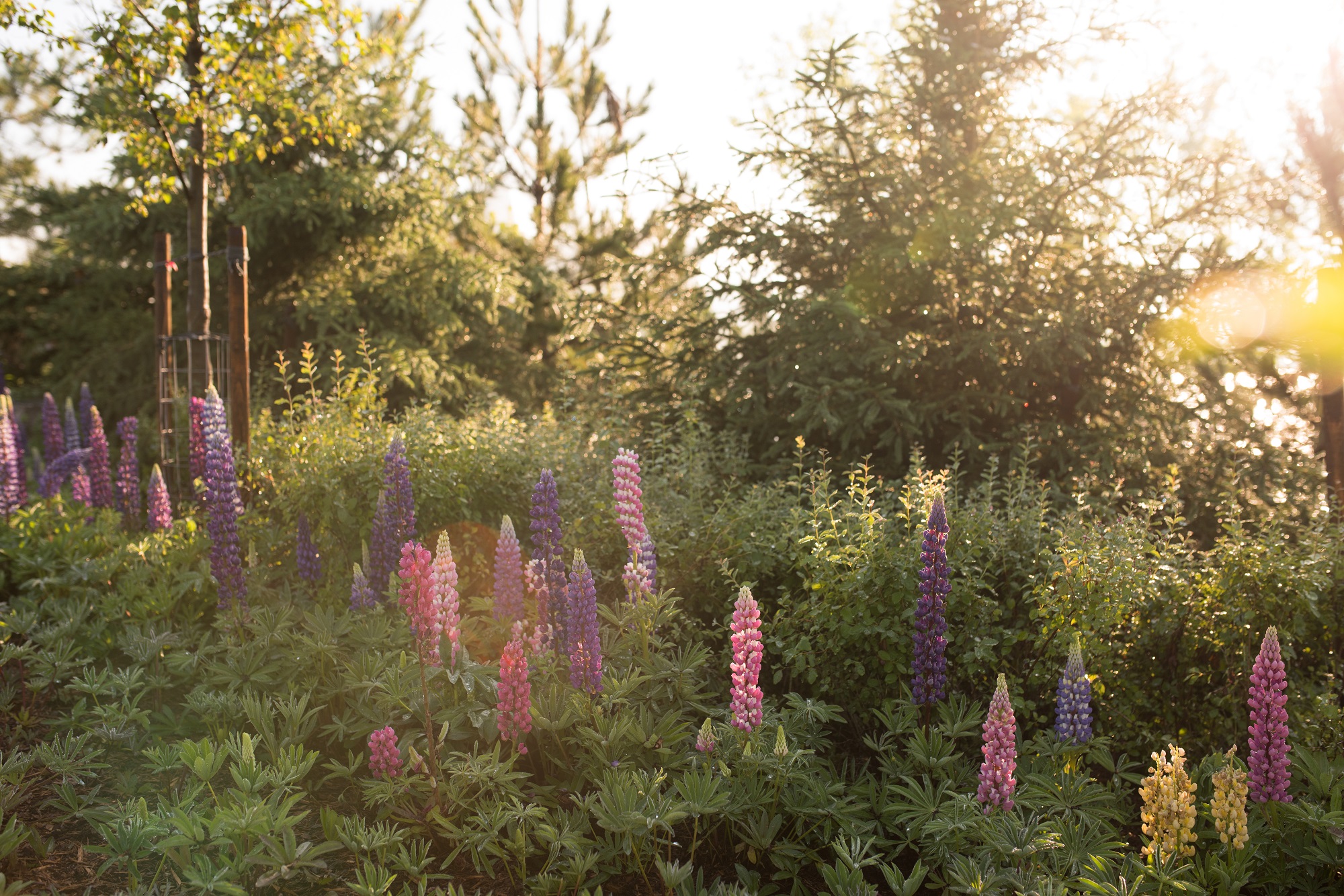 Flowers in a field with tall grass and trees